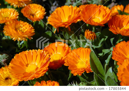 Orange Flowers. 17803844