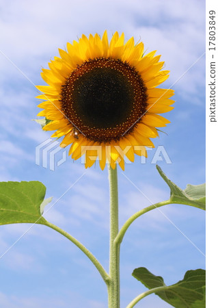Sun Flower Sun Flower 17803849