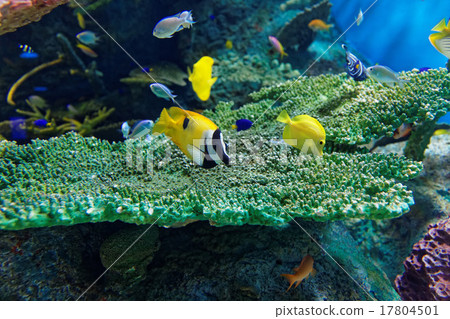 珊瑚和熱帶魚 17804501