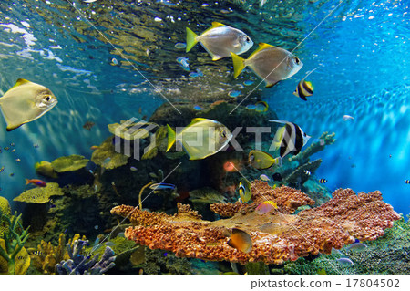 珊瑚和熱帶魚 17804502