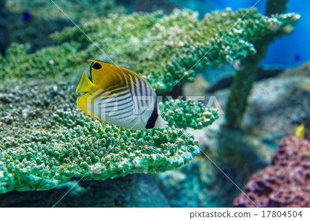 珊瑚和熱帶魚 17804504