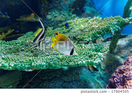 珊瑚和熱帶魚 珊瑚和熱帶魚 17804505