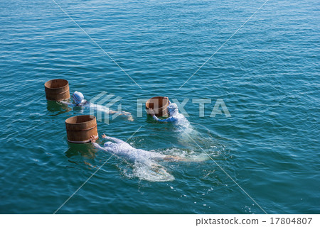 Shima sea lad dives Shima sea lad dives 17804807