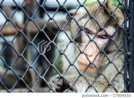 sadness emotional from monkey face behind the cage 17804850