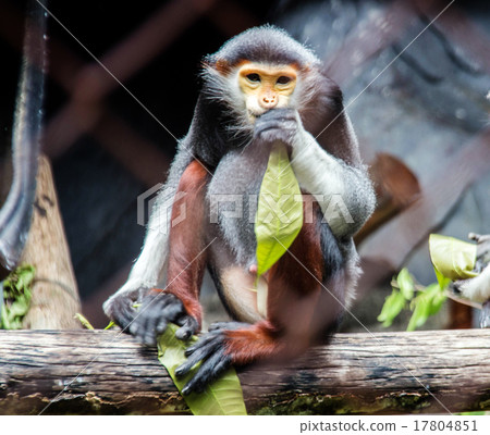 close up red langur monkey catch green leaf 17804851