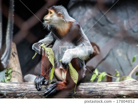close up red langur monkey catch green leaf 17804852