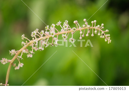 山區鄉房 17805013