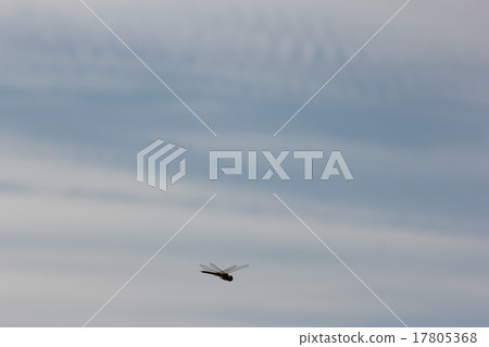Uzbakitonbo fly 12 17805368