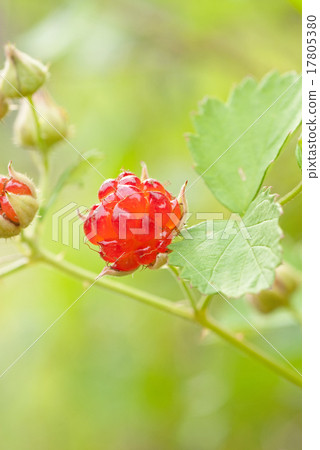 草莓被翻動的草莓草莓Nawashiraishigo海草草莓 17805380