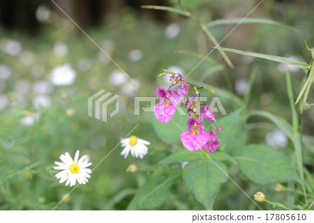 Thriphne Thriphne 17805610