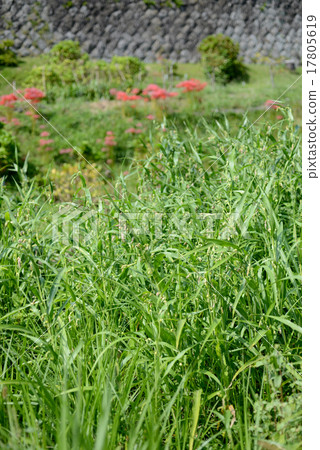 A river with Juzudama 17805619