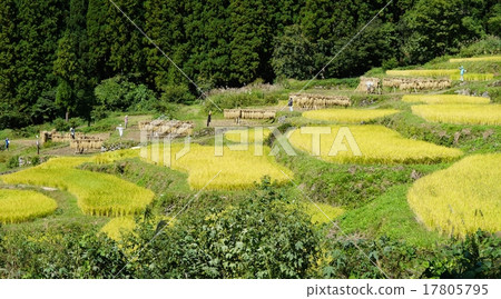 One hundred rice terraced rice fields Fall in Fukushima Nitta 17805795