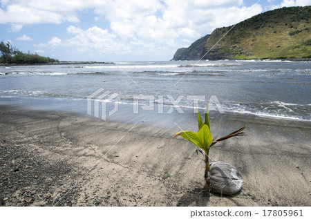 Halawa Bay和Palm Nut,Molokai Island,Hawaii - 3 Halawa Bay和Palm Nut,Molokai Island,Hawaii - 3 17805961