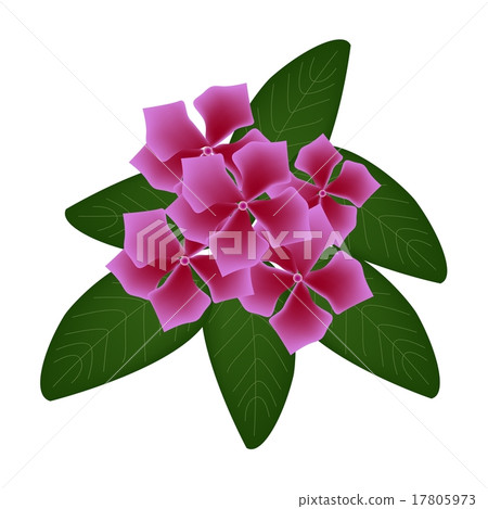 Pink Cape Periwinkle Flowers Madagascar Periwinkle 17805973