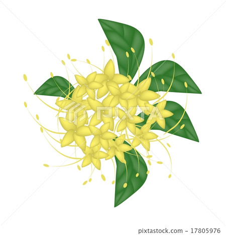 Combretum Erythrophyllum Flower 17805976