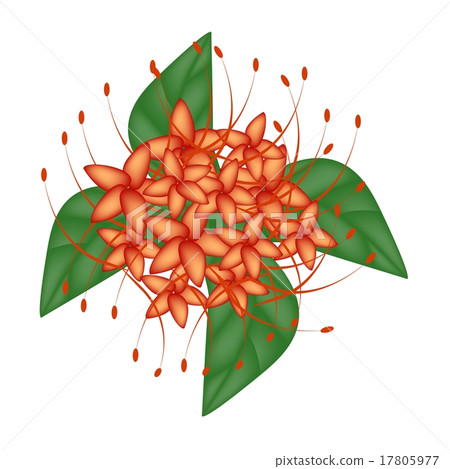 Red Bush Willow Flower 17805977