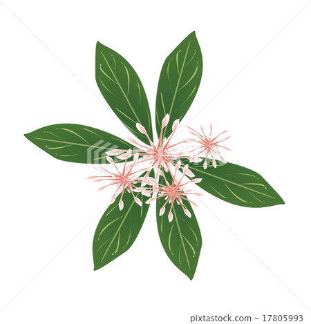 Fresh Rauvolfia Serpentina Blossoms 17805993