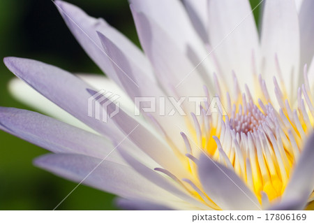 睡蓮 睡蓮 17806169