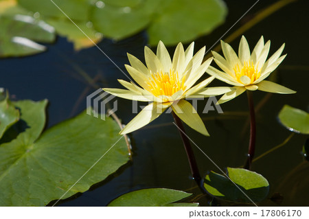 Water lily 17806170