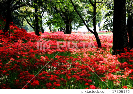 Nittsumori Kofun 17806175