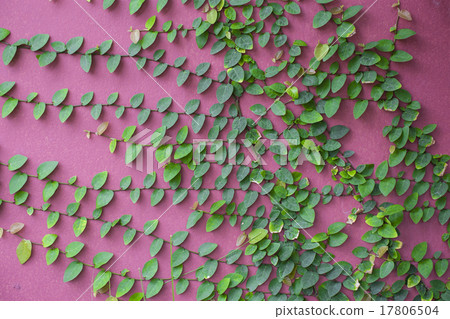 The Green Creeper Plant on the Pink Wall The Green Creeper Plant on the Pink Wall 17806504