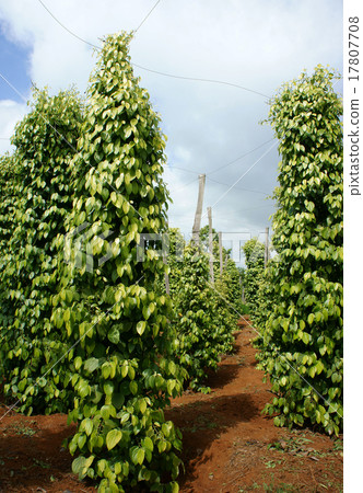 Pepper field, Viet Nam, farm product Pepper field, Viet Nam, farm product 17807708