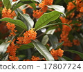 桂花 17807724