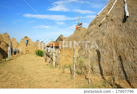 Vietnamese village, straw, cowshed, Vietnam Vietnamese village, straw, cowshed, Vietnam 17807796