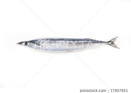 Raw saury 17807881