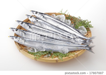 生秋刀魚 17807887