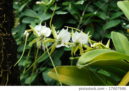 Anglecum-Ebrunemium 17807986