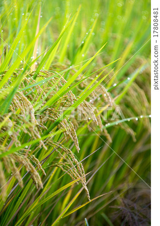 Harvesting rice shining brightly in the morning dew 17808481