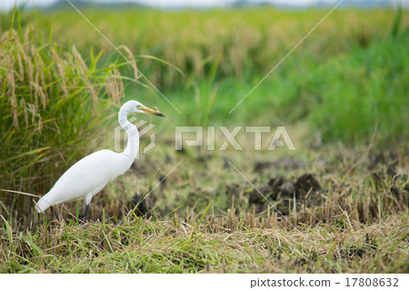 A hare of rice harvesting 3 17808632