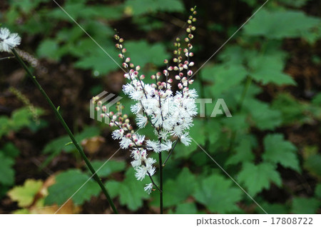 Inu Shōma Inu Shōma 17808722