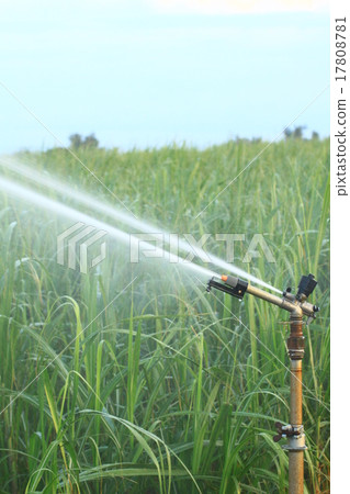 Sugarcane field and sprinkler at Kikai Island Sugarcane field and sprinkler at Kikai Island 17808781