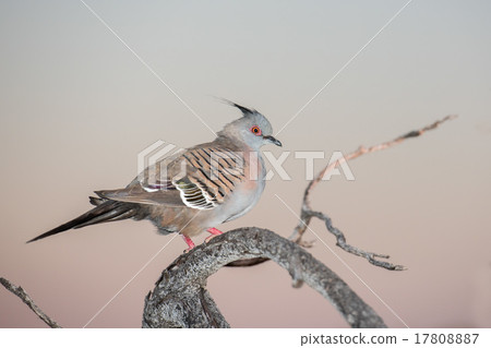 Australia dove on a tree Australia dove on a tree 17808887