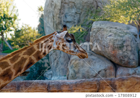Giraffa camelopardalis with long neck in the zoo. Giraffa camelopardalis with long neck in the zoo. 17808912