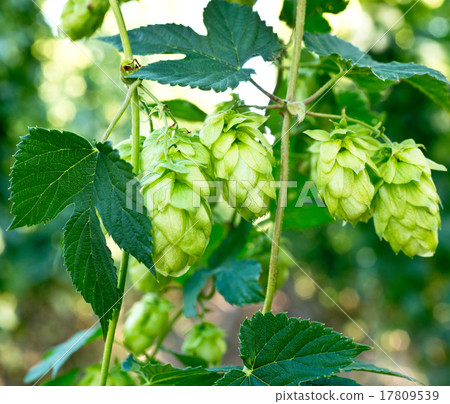 Hop Cones Hop Cones 17809539