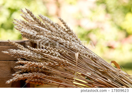 sheaf of wheat 17809623