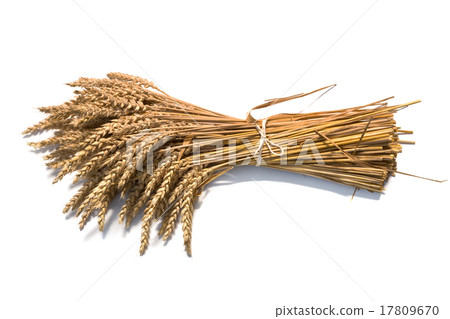 wheat on the white 17809670
