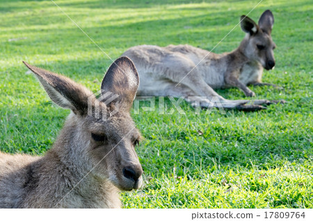 Resting kangaroos 17809764