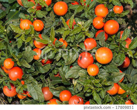 Solanum pseudocapsicum berries 17809851