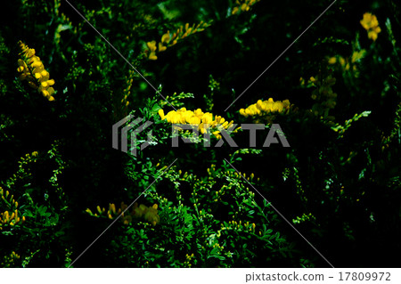 Shimei完成開花 Shimei完成開花 17809972