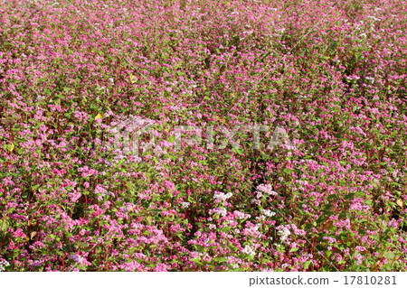 Red buckwheat flowers Red buckwheat flowers 17810281