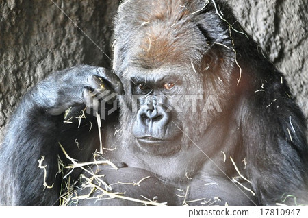 Zor Gorilla Zor Gorilla 17810947