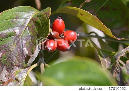 山茱萸果 山茱萸果 17810962