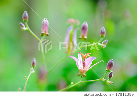 台灣Hototogisu 17811399