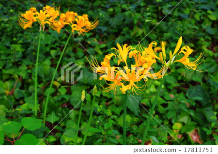 Jongno Daffodil 17811751