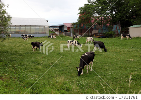 Ranch melee 17811761