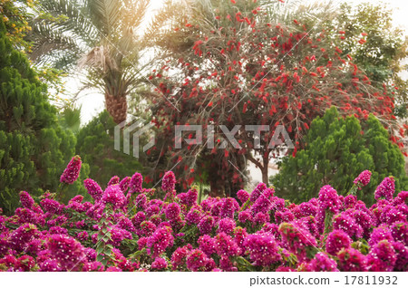 Beautiful rhododendron bushes Beautiful rhododendron bushes 17811932